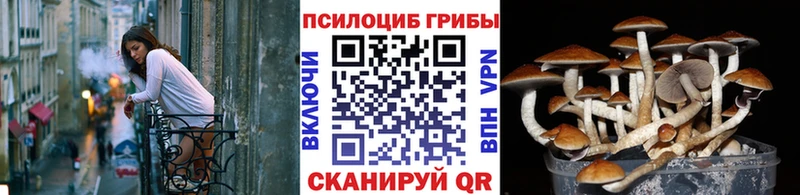 Псилоцибиновые грибы MAGIC MUSHROOMS  купить закладку  Купино 
